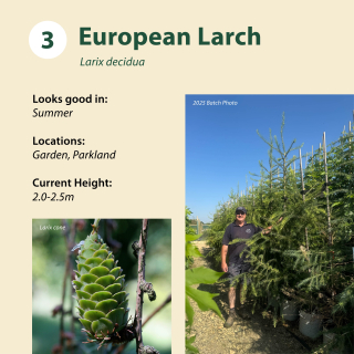 Tree 3: European Larch / Larix decidua ~ 2.0-2.5m