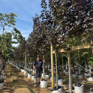 Acer plantanoides Royal Red size Medium 2026
