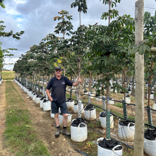 Medium-sized specimens of Aesculus hippocastanum - 2026