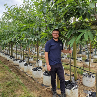 Medium-sized Sweet Chestnut trees - Batch photo 2025