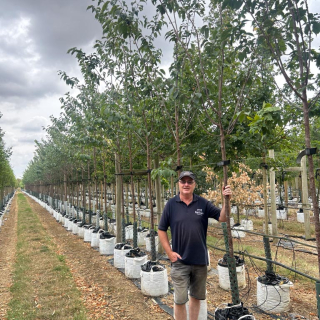 2026 Medium Prunus sargentii