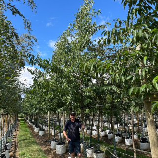 Row of medium-size Alnus spaethii alder trees at Barcham Trees nursery