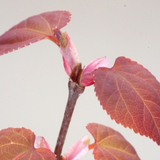 The autumn foliage of Cercidiphyllum japonicum in detail