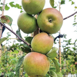 Malus Laxton Superb fruit