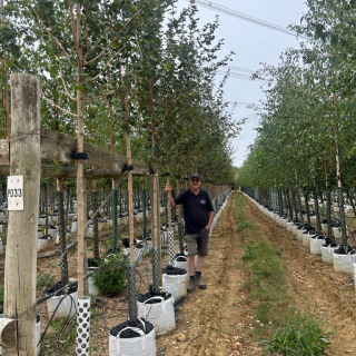 Row of medium-size Acer campestre Louisa Red Shine trees - 2026 Batch