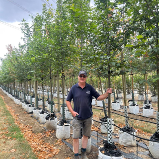 2026 Medium sized Carpinus betulus hornbeam on the nursery