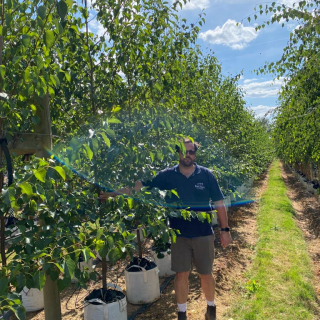 Italian Alder trees - Medium Batch 2026