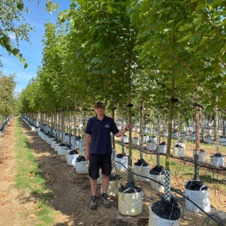 Acer platanoides Emerald Queen Medium batch photo 2026