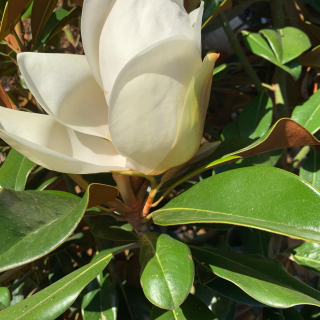 Praecox Magnolia Flower