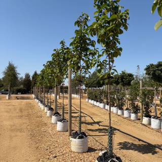 Magnolia Peppermint Stick - Medium  Row Photo