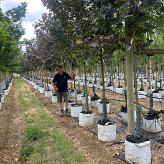 Row of medium-size Acer platanoides Royal Red trees - 2026 Batch