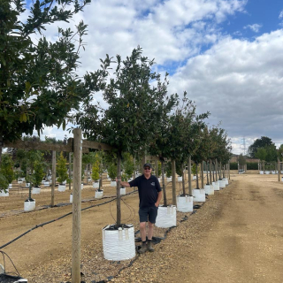2026 Instant Prunus laurocerasus Novita