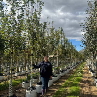 Acer campestre Lienco Medium Batch Photo 2025