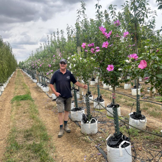 Hibiscus syriacus (Half Standard) 2026
