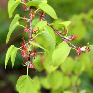 The foliage of Cercidiphyllum japonicum in detail
