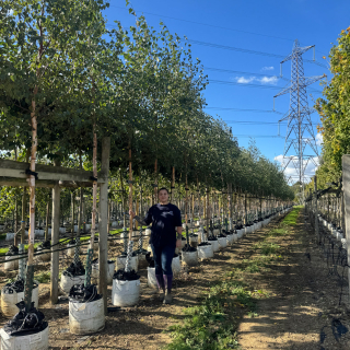 Medium Batch Photo 2025