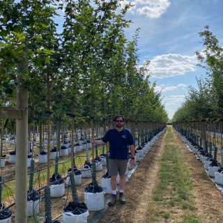 Row of medium-size Acer platanoides Pacific Sunset Maple trees - 2026 Batch