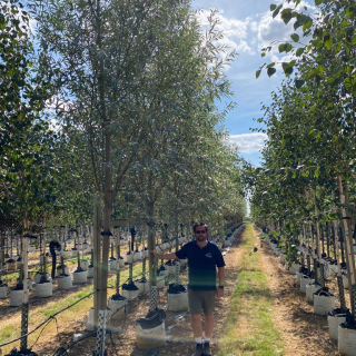 Salix alba Liempde medium