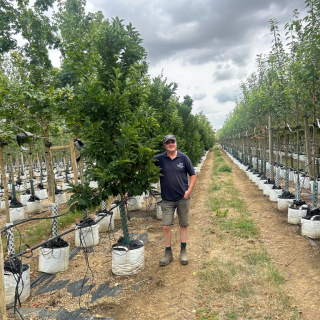 Medium-sized Susan Magnolia trees