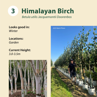 Tree 3: Himalayan Birch / Betula utilis Jacquemontii Doorenbos ~ 3.0-3.5m