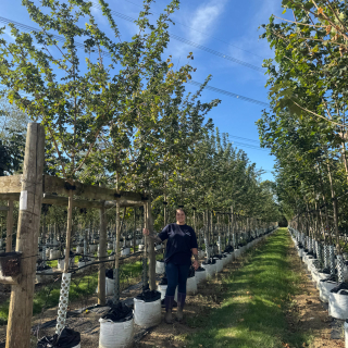Row of medium-size Acer campestre arends 2025