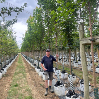 Row of medium-size Acer platanoides Columnare trees - 2026 Batch