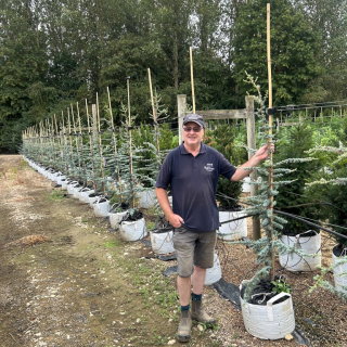 2026 Medium-sized Blue Atlas Cedar trees on the Barcham Trees nursery