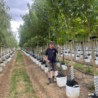Medium-sized specimens of Field Maple Elegant