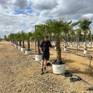 2026 Batch Photo 1.5-2.0m in 100L Pot