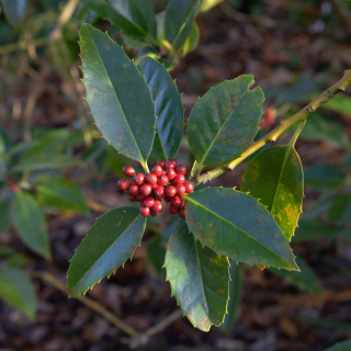 ilex koehneana leaves and fruit