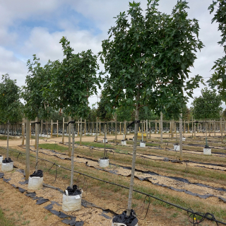 Row of medium-size Liquidambar styraciflua Worplesdon pleached trees - 2025