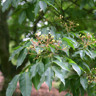 Example of foliage and flower bud