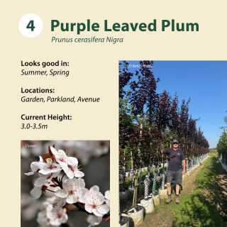 Tree 4: Purple Leaved Plum / Prunus cerasifera Nigra ~ 3.0-3.5m