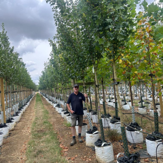 Row of medium-size Acer campestre Lienco trees at Barcham Trees nursery - 2026