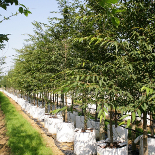 Medium sized Japanese Hornbeam on the nursery