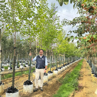 Row of medium-size Morus alba trees at Barcham Trees nursery