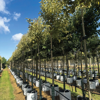 Row of Medium Ligustrum lucidum Excelsum Superbum
