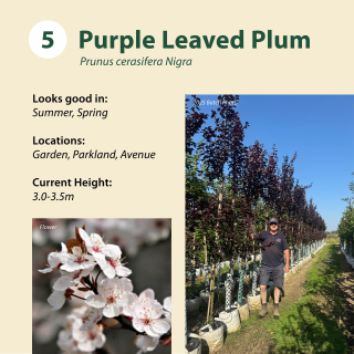 Tree 5: Purple Leaved Plum in 20L Containers