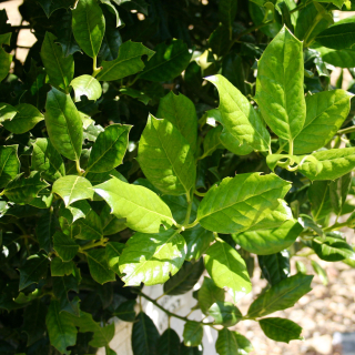 Nellie Stevens Foliage