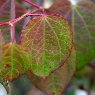 The autumn foliage of Cercidiphyllum japonicum in detail