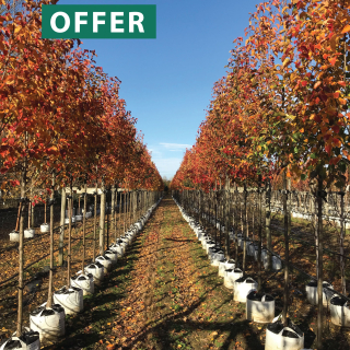 A row of Pyrus Chanticleer, Ornamental Pear, in full autumn colour at Barcham