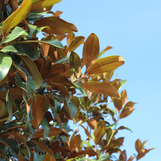 Praecox Foliage