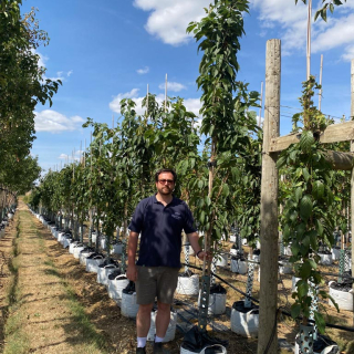 2026 Medium-sized Upright Cherry