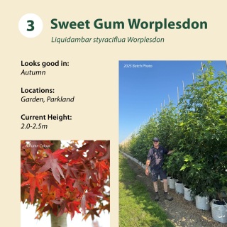 Sweet Gum Worplesdon / Liquidambar styraciflua Worplesdon ~ 2.0-2.5m
