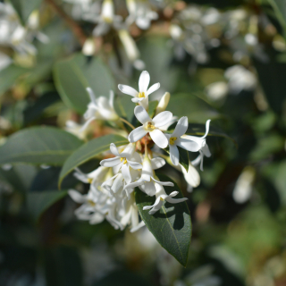Osmanthus × burkwoodii  flowers