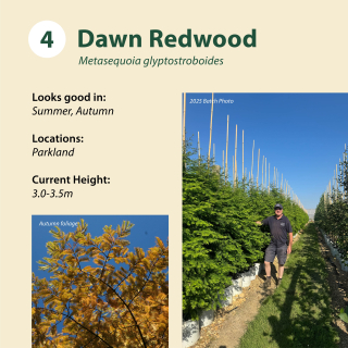 Dawn Redwood / Metasequoia glyptostroboides ~ 3.0-3.5m