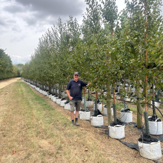Medium-sized Chinese Red Birch 2026
