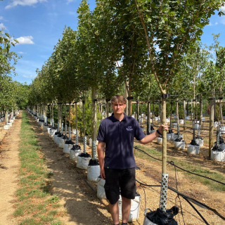 Medium-sized Acer campestre Queen Elizabeth - 2026 Batch