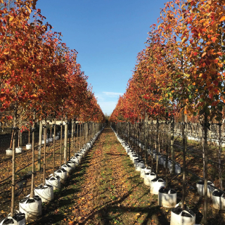 A row of Pyrus Chanticleer, Ornamental Pear, in full autumn colour at Barcham