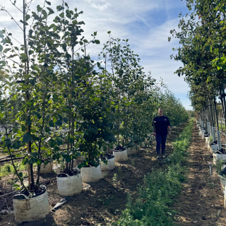 2.5 - 3m Batch Photo 2025